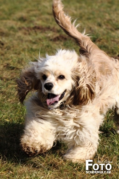 Hunde