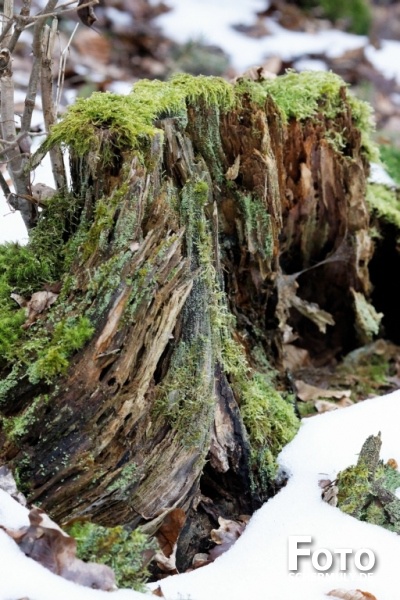 Niederbrechen im Winter