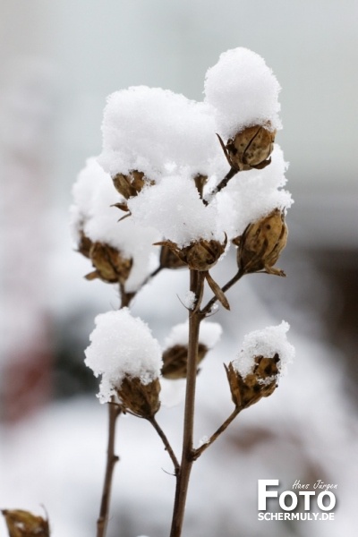 Niederbrechen im Winter