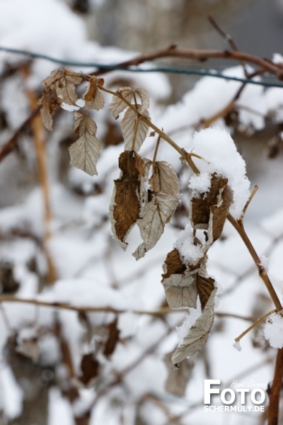 Niederbrechen im Winter