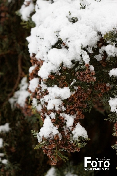 Niederbrechen im Winter