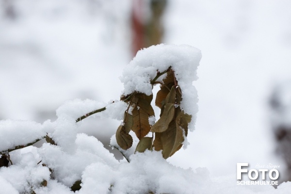 Niederbrechen im Winter