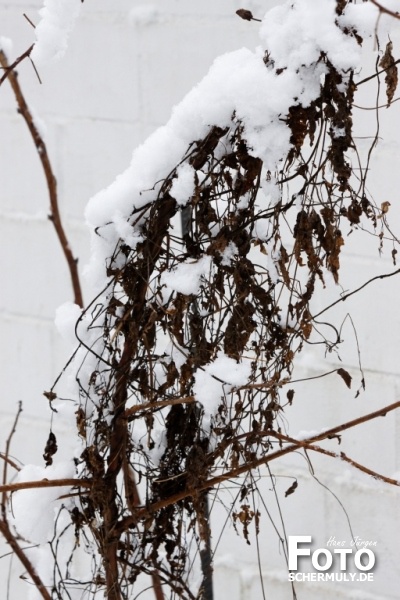 Niederbrechen im Winter