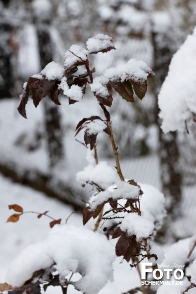 Niederbrechen im Winter