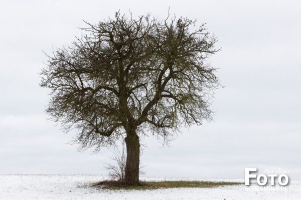 Niederbrechen im Winter