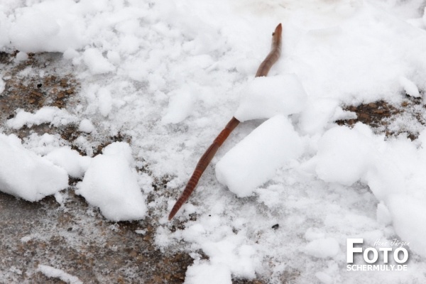 Niederbrechen im Winter