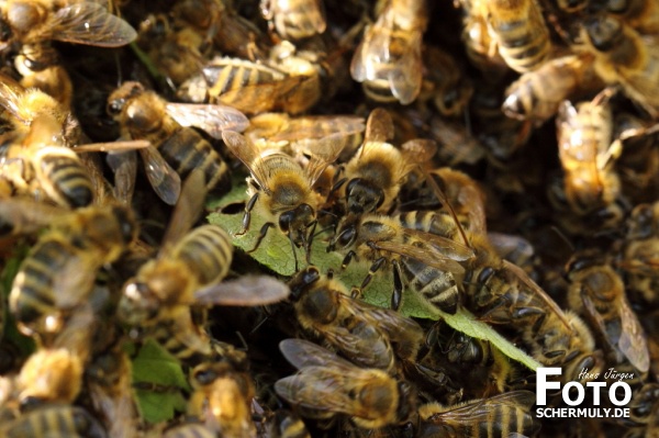 Mitten im Bienenvolk