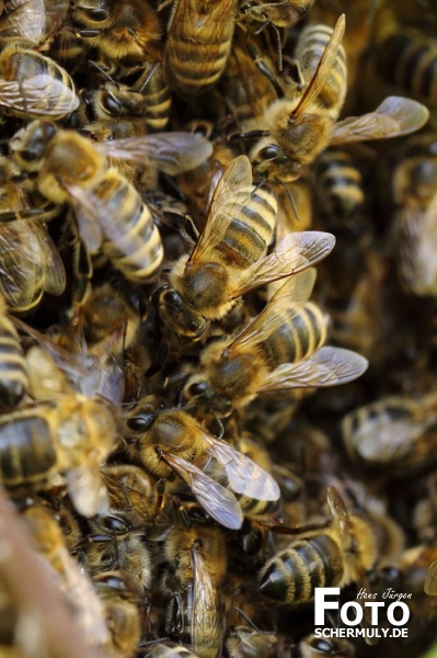 Mitten im Bienenvolk