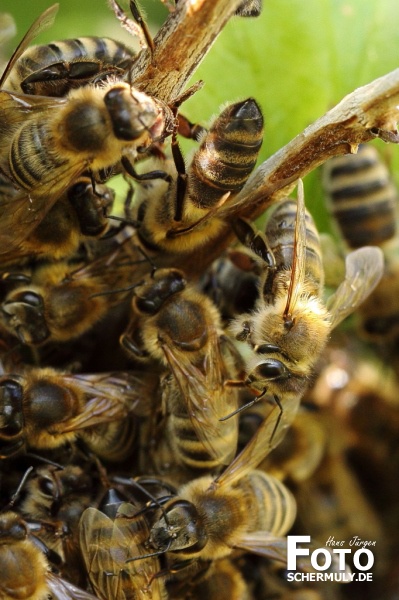 Mitten im Bienenvolk