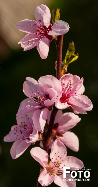 2015.04.14_Pfirsischblüten (1)