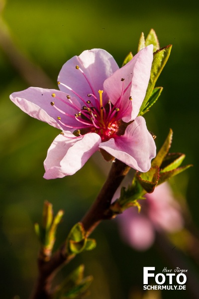 2015.04.14_Pfirsischblüten (2)