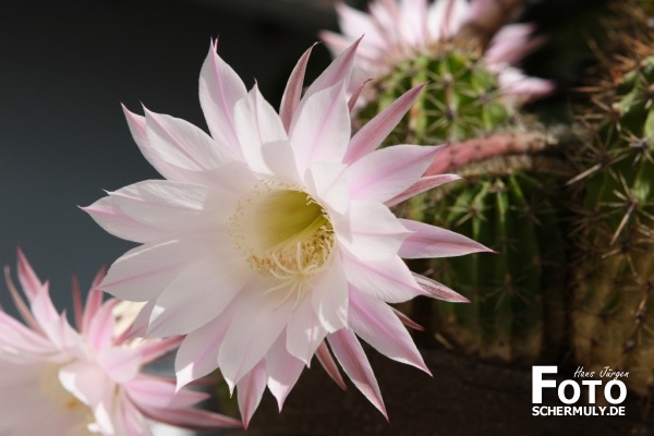 Blumen im Garten