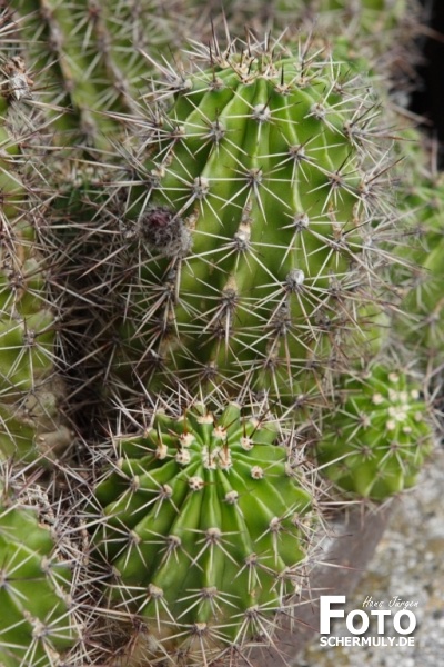 Blumen im Garten