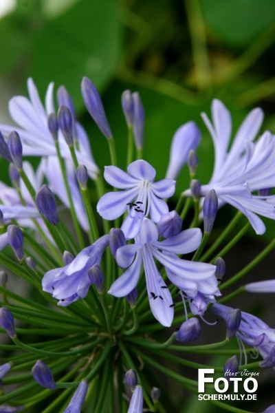 Blumen im Garten