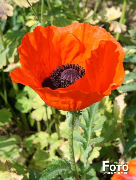 Blumen im Garten