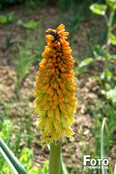 Blumen im Garten