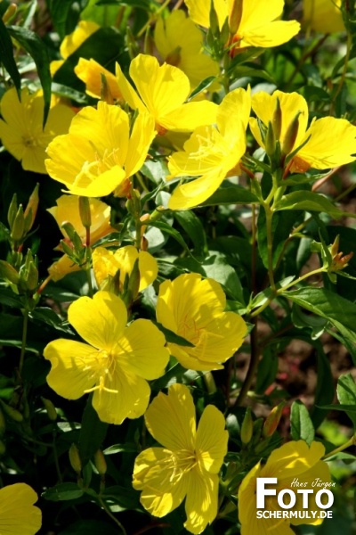 Blumen im Garten