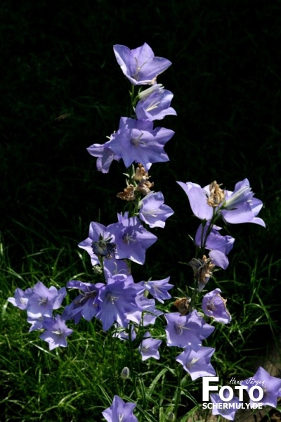 Blumen im Garten