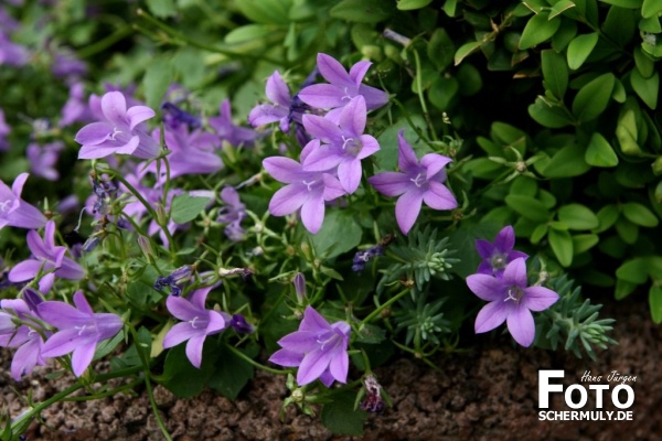 Blumen im Garten