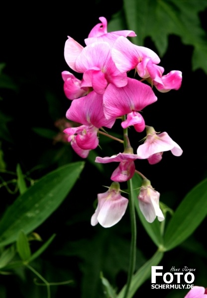 Blumen im Garten