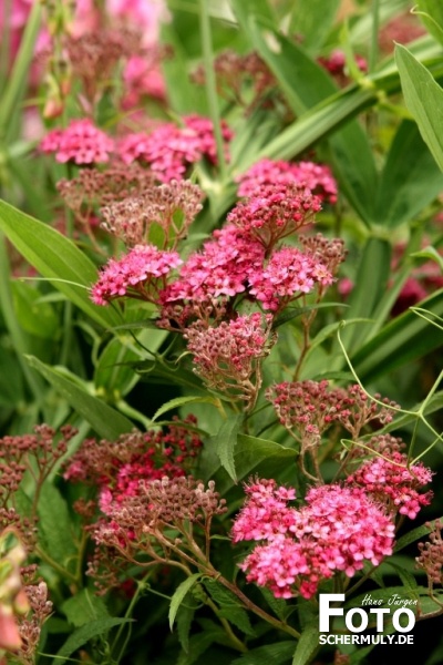 Blumen im Garten