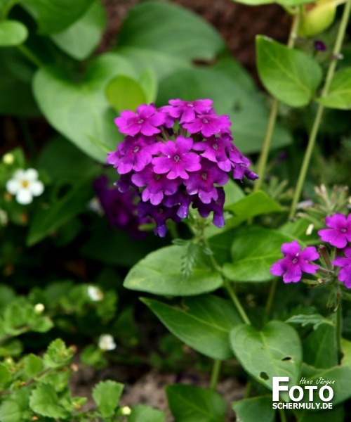 Blumen im Garten