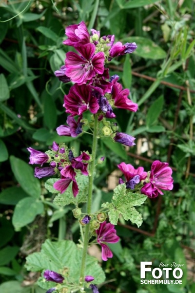 Blumen im Garten