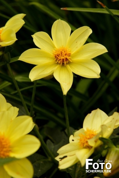 Blumen im Garten