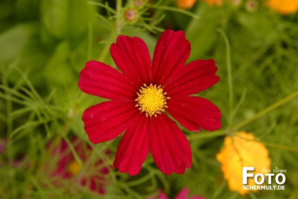 Blumen im Garten