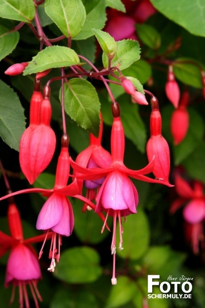 Blumen im Garten