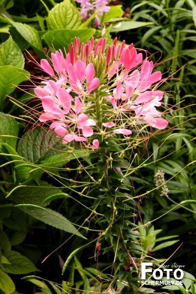 Blumen im Garten