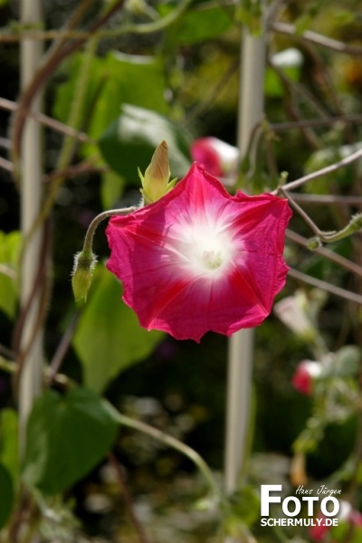 Blumen im Garten