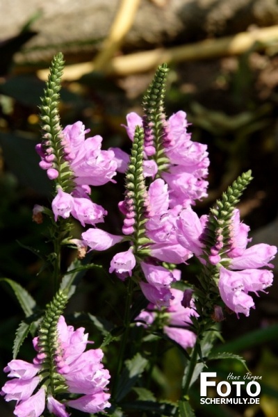 Blumen im Garten