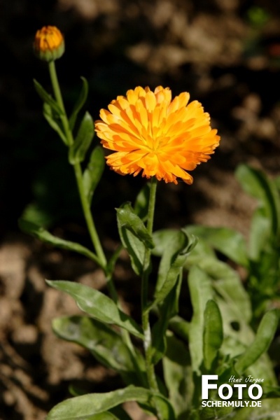 Blumen im Garten