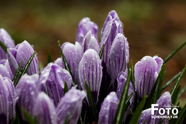 Krokus im Regen